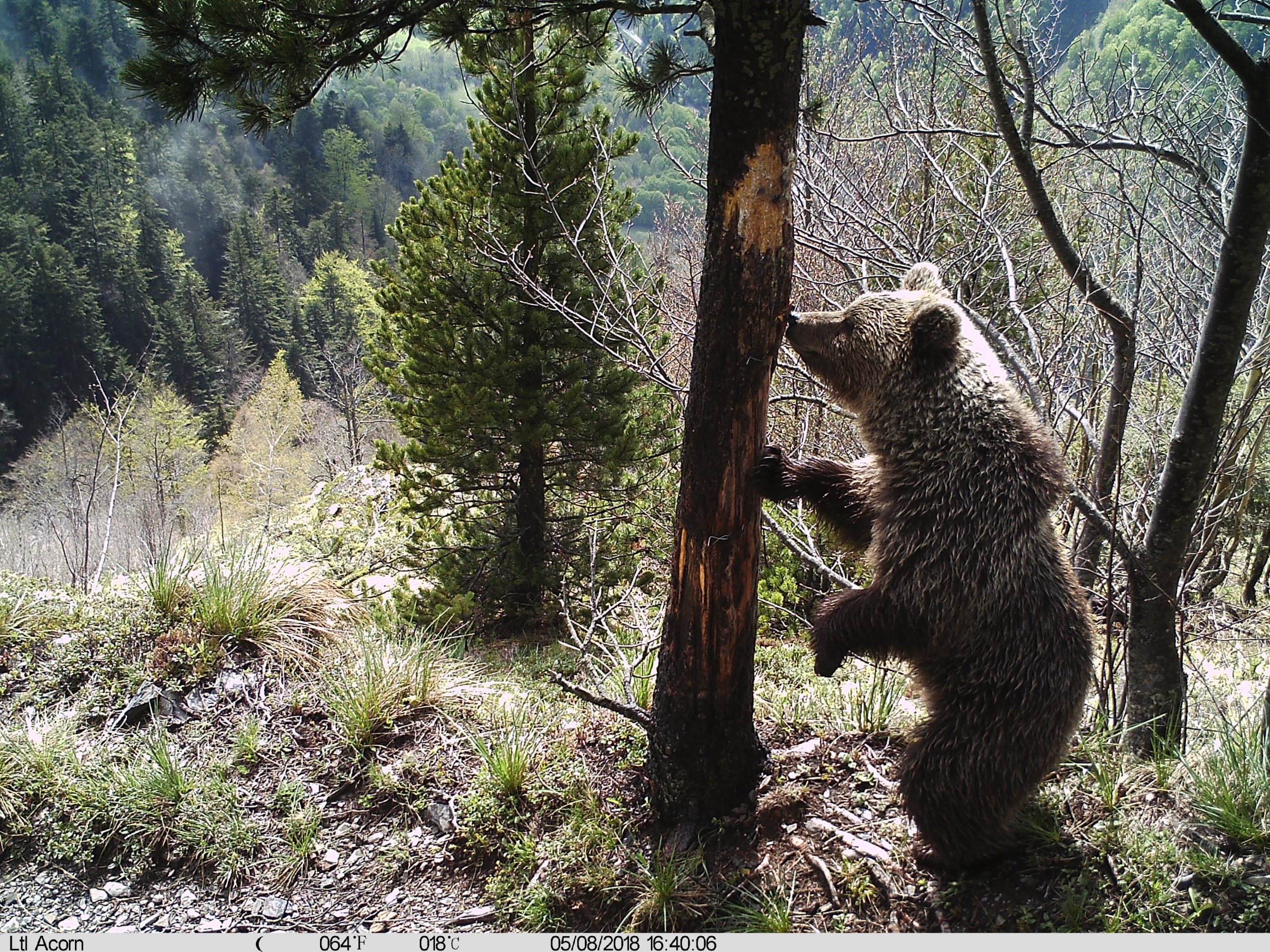 Tras la pista del oso pardo, el lobo y el furtivismo