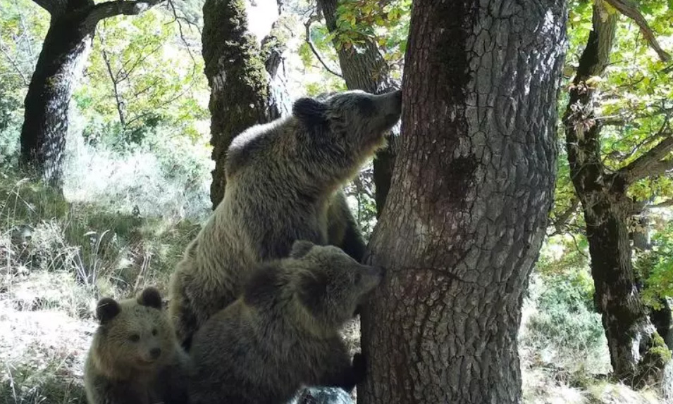 Nuevo Podcast informativo sobre la actualidad del oso pardo y el lobo en el Pirineo