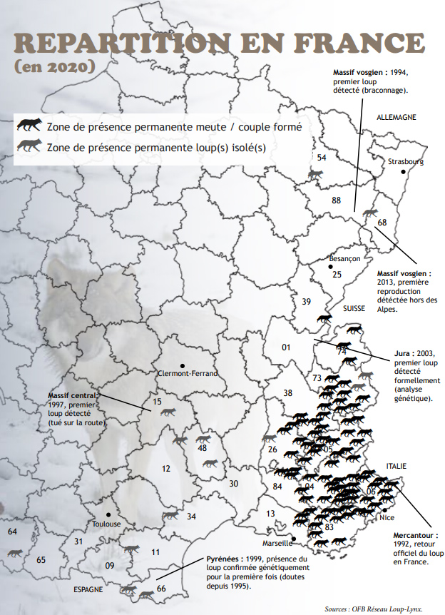 La situación del lobo en Francia. FERUS, One Voice y Pôle Grands Predators piden que no se abatan más lobos