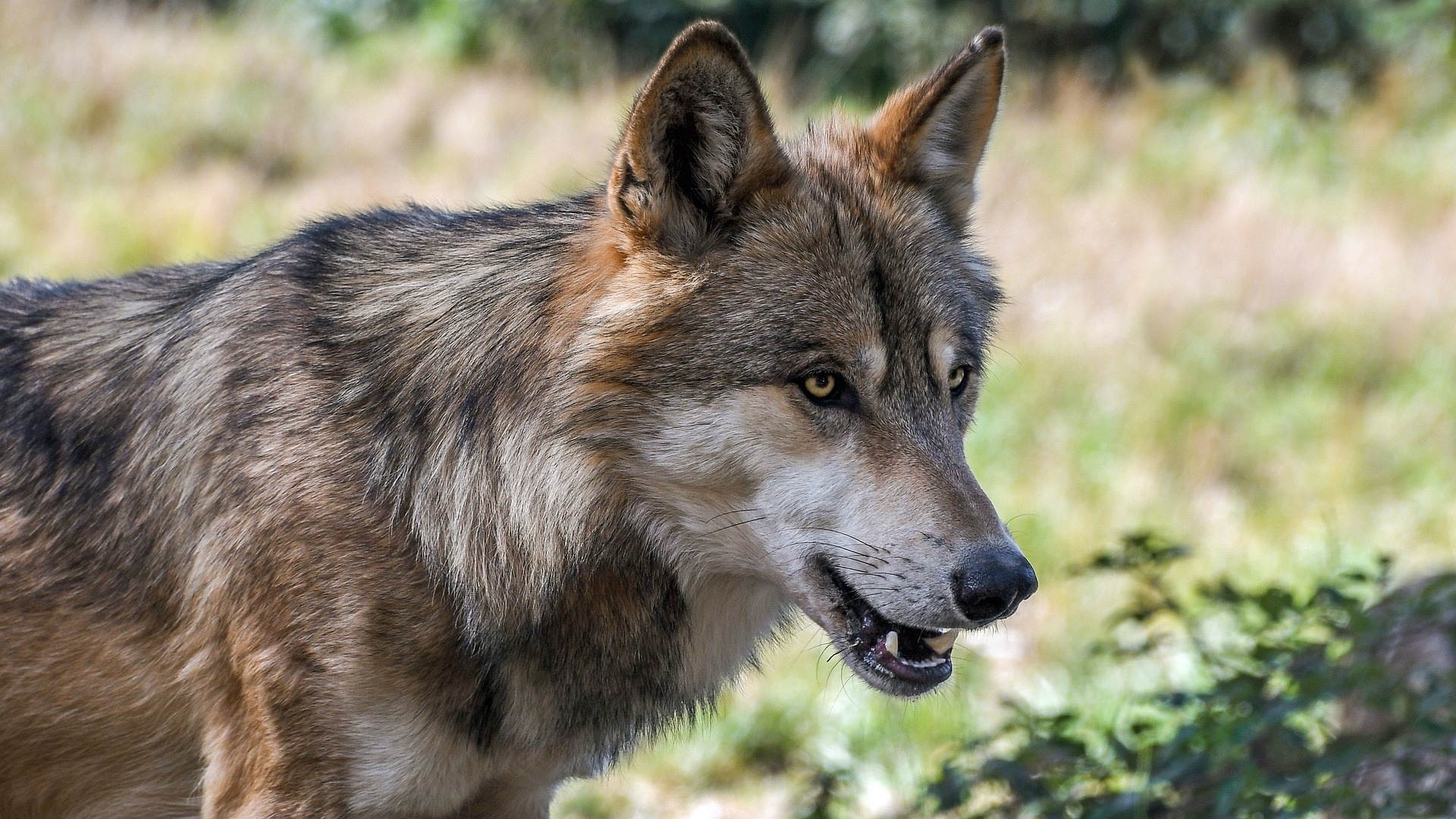 Peligra la protección del lobo en Europa