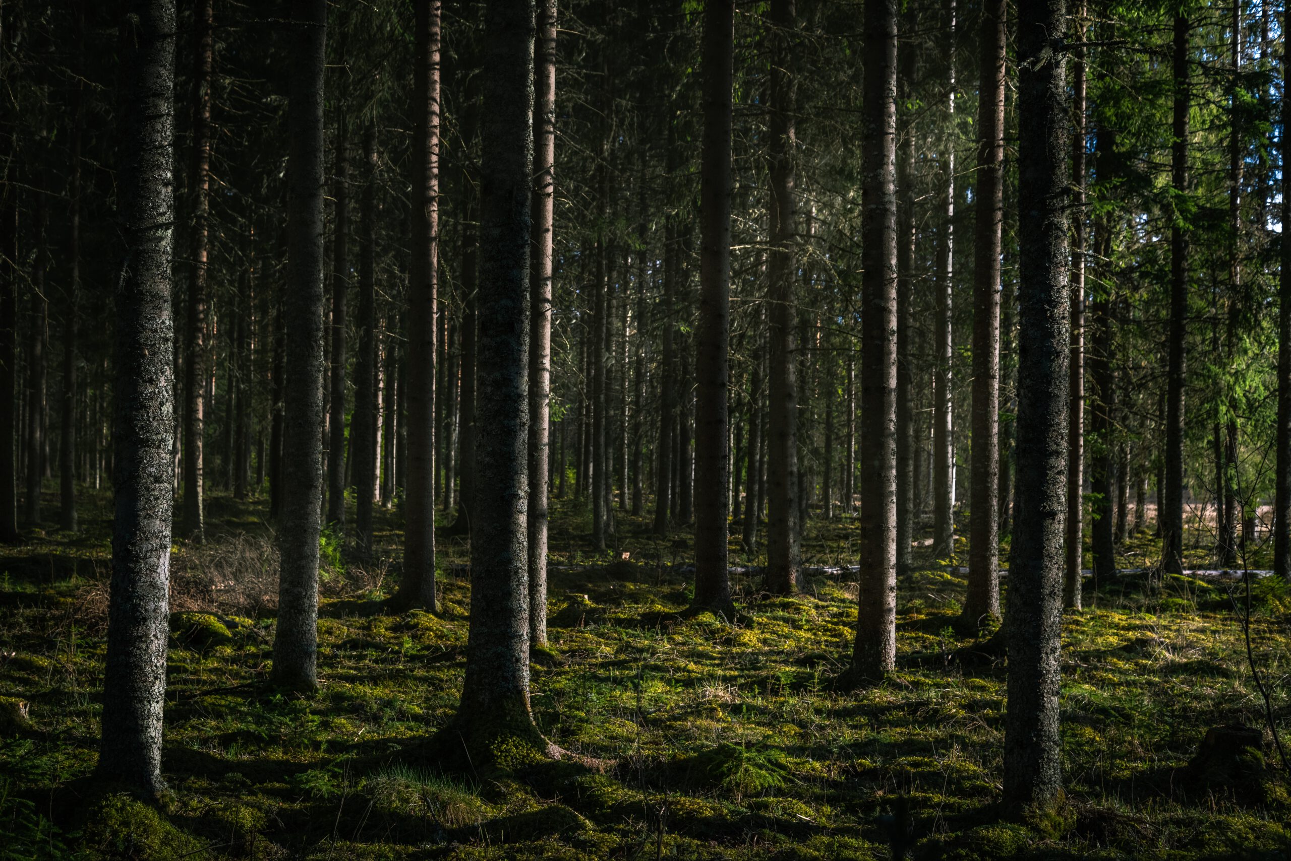 Le Bosc de la Mata, refuge pour espèces sensibles, en danger