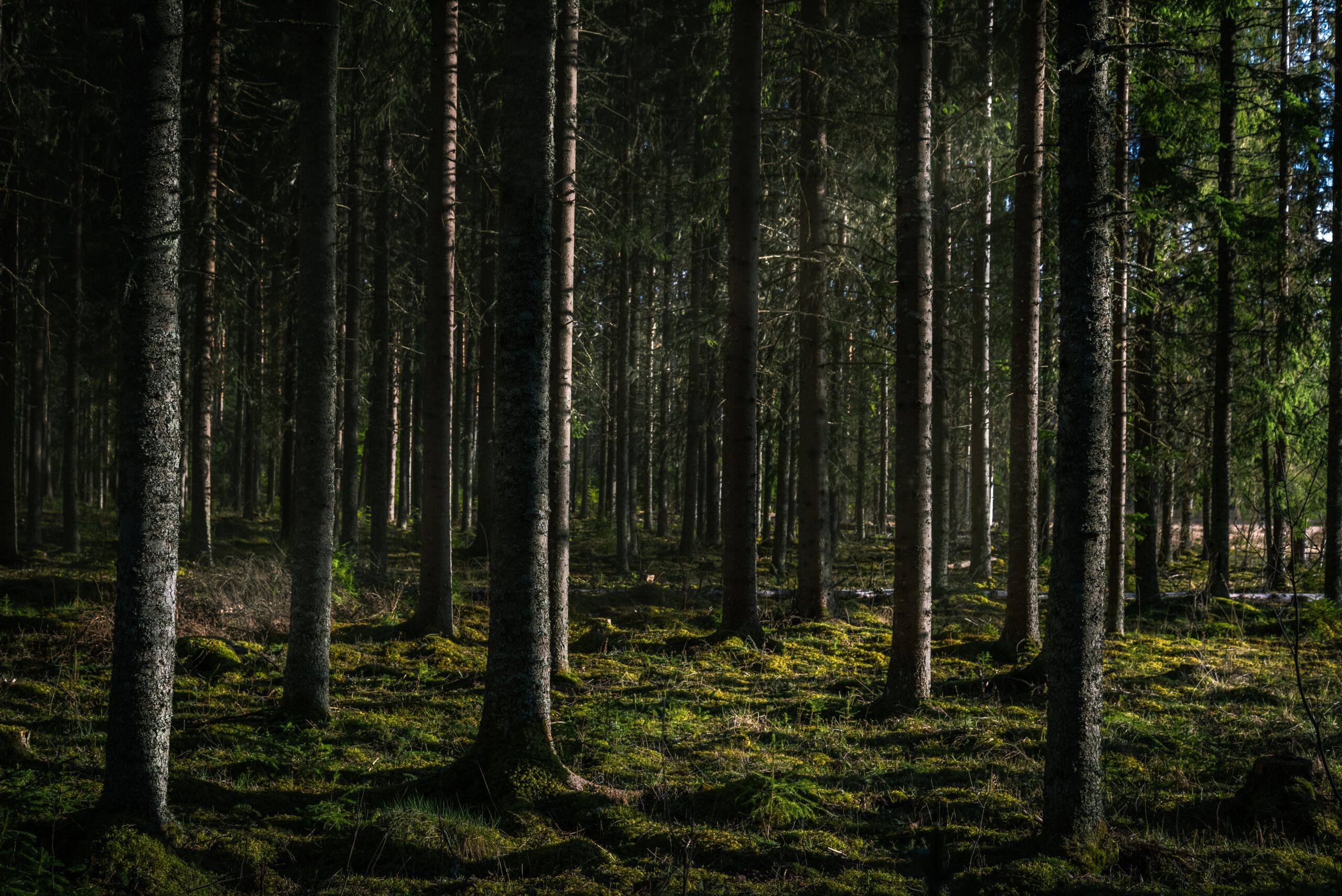 El Bosc de la Mata, refugio de especies sensibles, en peligro