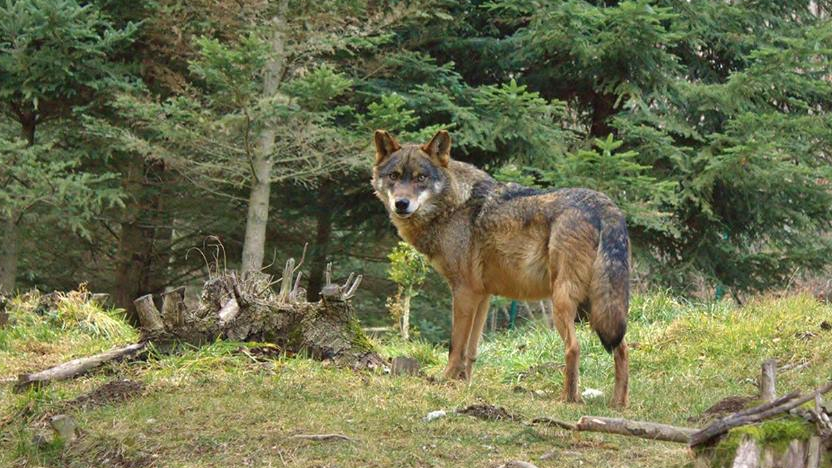 Grupo de Trabajo sobre el Lobo en Cataluña