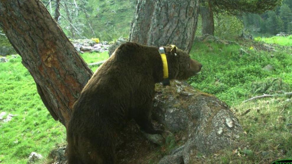 La population d'ours passe de 74 à 76 individus. Pas de nouvelles de Goiat