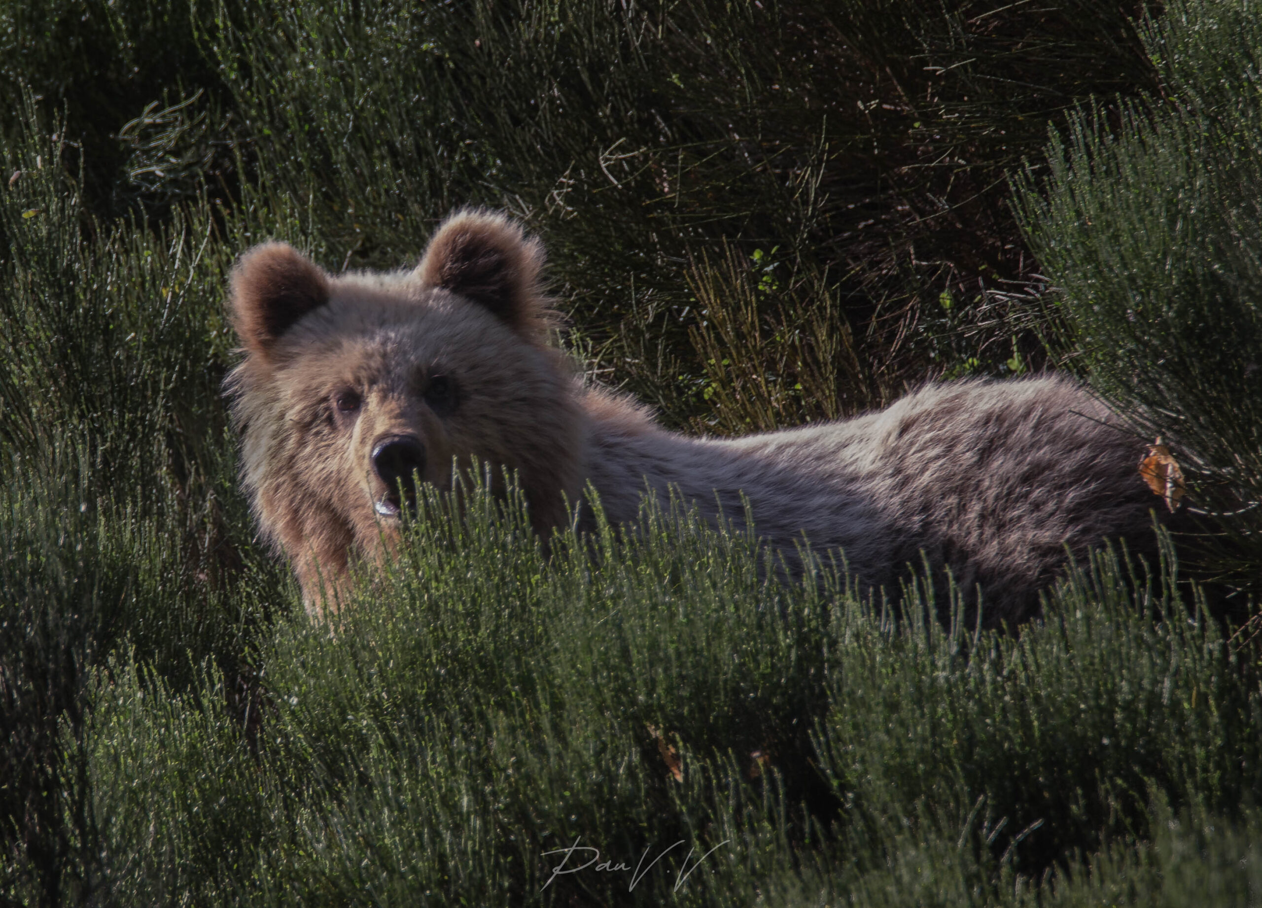 NOTA DE PREMSA | RIESGO DE ATROPELLO INMINENTE DEL OSO DEL ALT ÀNEU