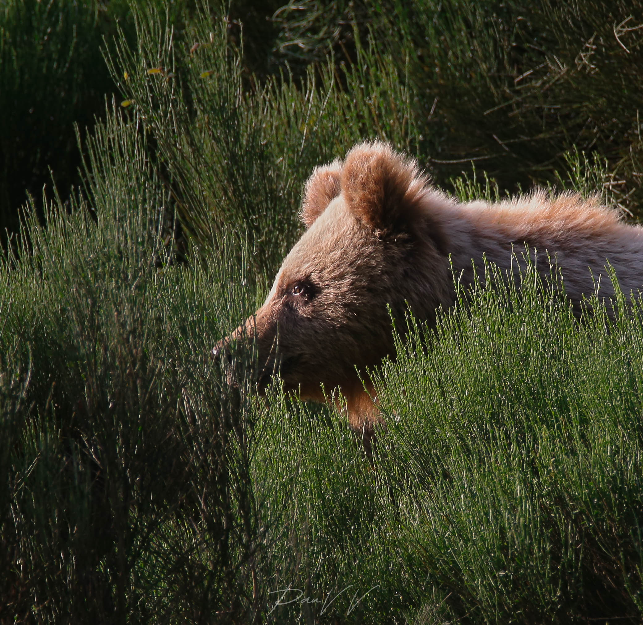 Annonce concernant l'ours Alt Pallars