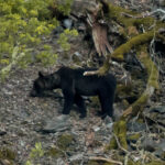 Sembrando futuro para el oso