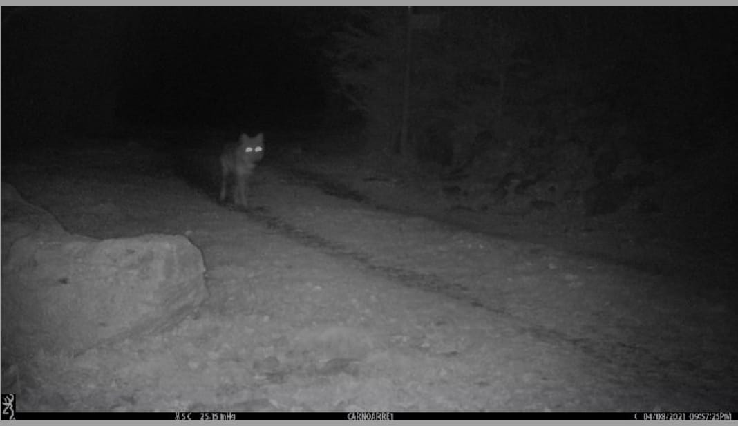 Surveillance des loups dans les Pyrénées françaises (OCT-DEC)