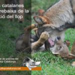 Nota de premsa: Entitats catalanes contra la rebaixa de la protecció del llop