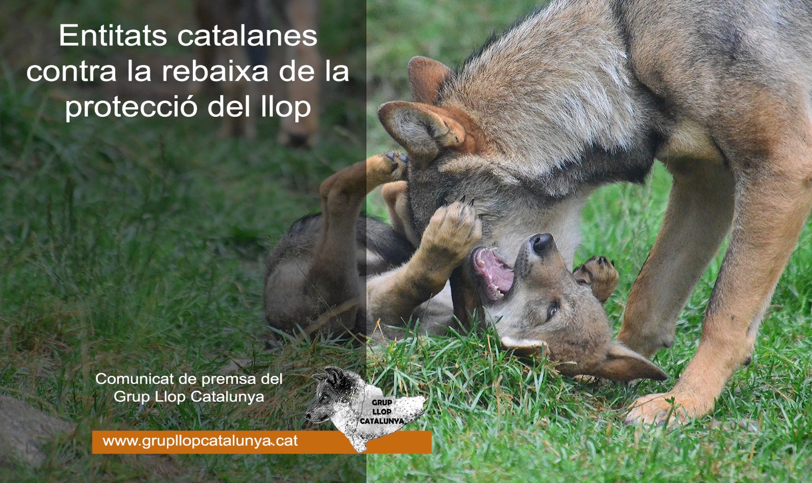 Communiqué de presse : Entités catalanes contre la réduction de la protection des loups