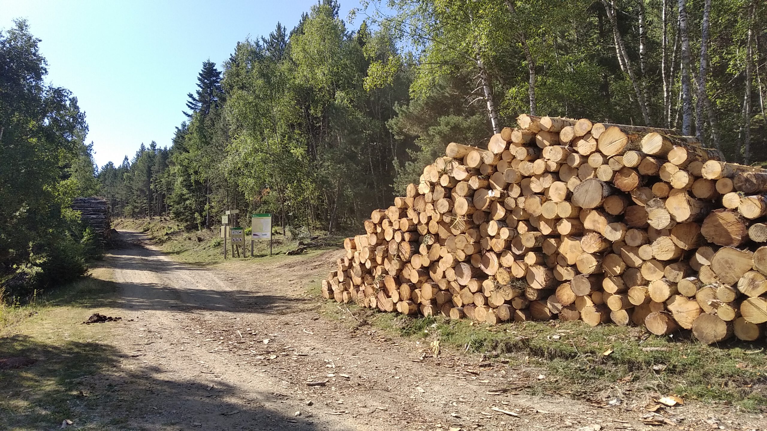 EN DANGER LES FORÊTS DE SANT JOAN DE L'ERM