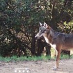 Celebren el retorn del llop a Catalunya i reclamen un pla de recuperació urgent i mesures amb prou pressupost per a garantir la coexistència amb la ramaderia extensiva