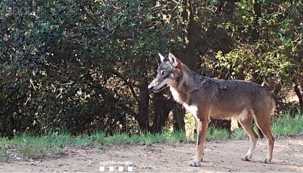 Loup accompagné détecté