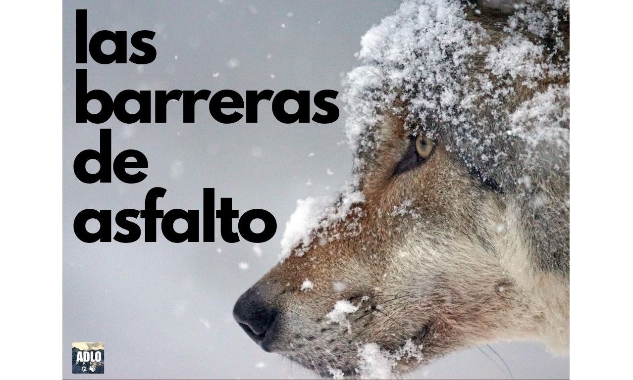 Un autre loup a frappé à Pyrenees