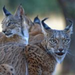 Necesitamos el lince