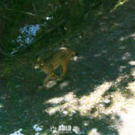 Detectado por primera vez un lince ibérico en el Pirineo (CAST/CAT/FR)