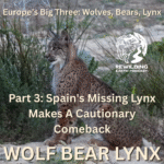 Part-3-Lynx