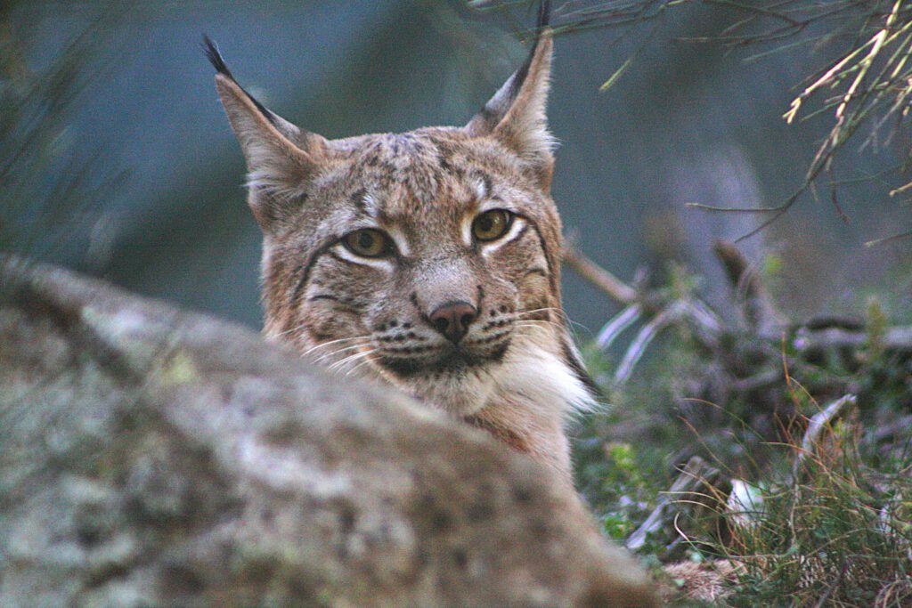 linxboreal