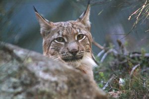 linxboreal
